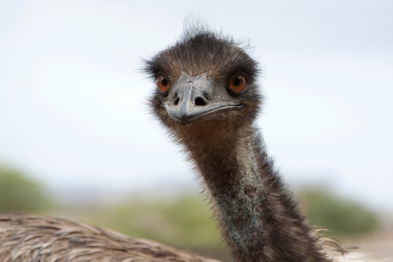 15+ Best Treats for Pet Emus