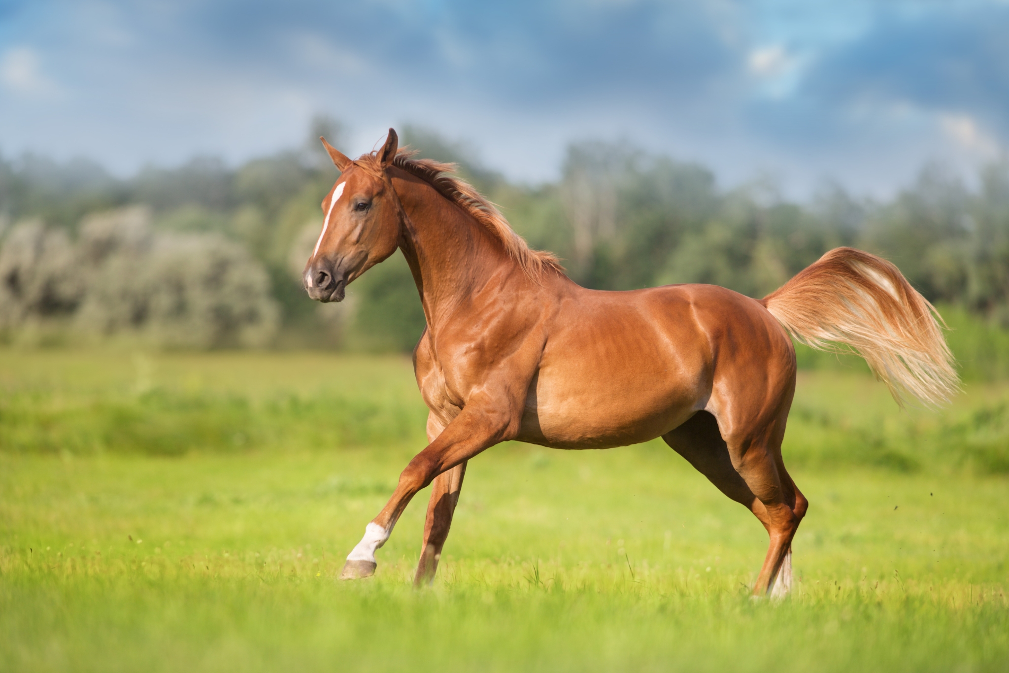Mare Breeding Prep Checklist: What Every U.S. Horse Breeder Should Do Before Season Starts