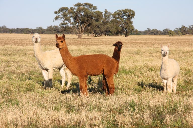 Alpaca Foot Care 101: Trimming, Common Problems, and Pro Tips
