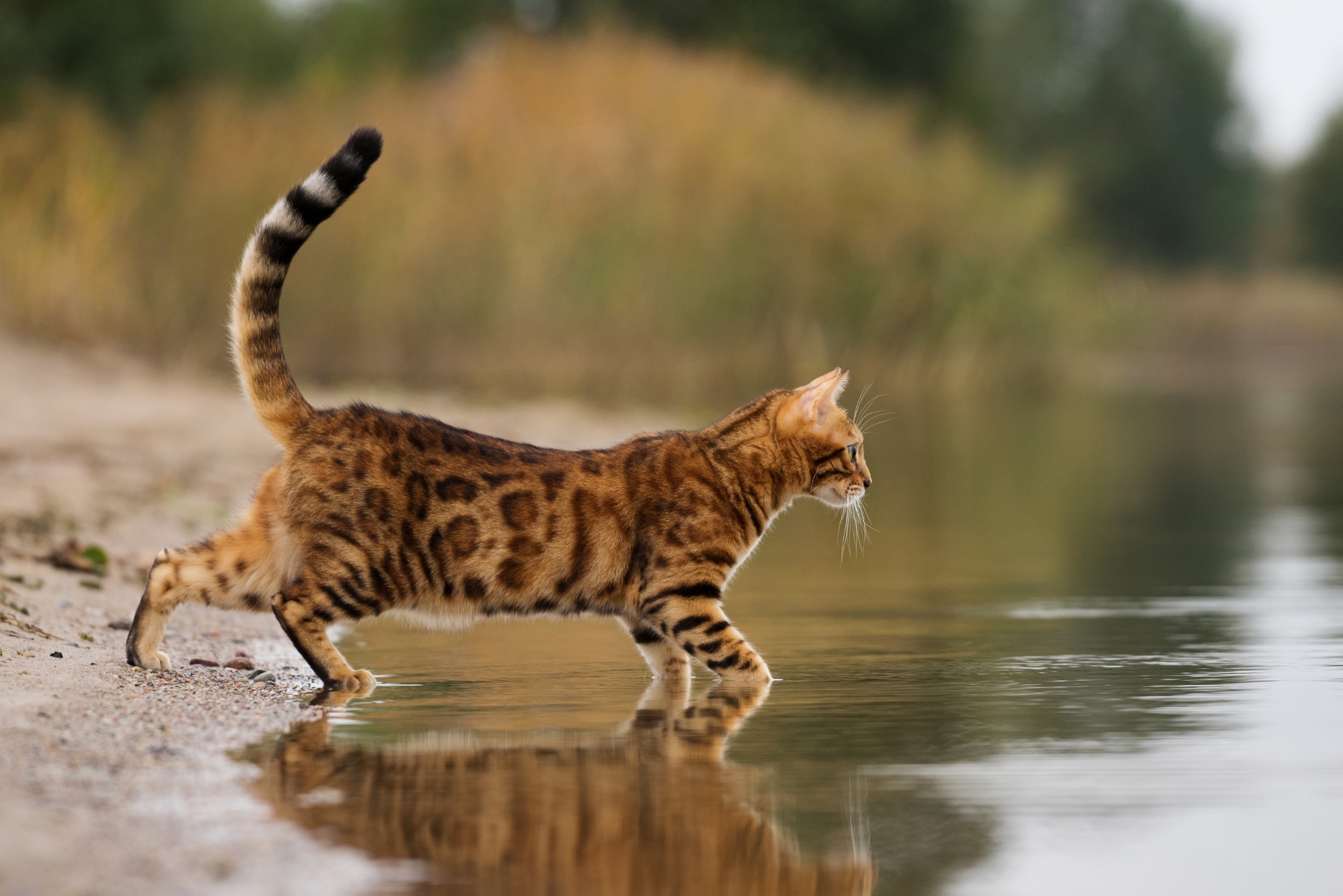 Bengal Cat Leash Training Tips for Calm, Controlled Outdoor Adventures