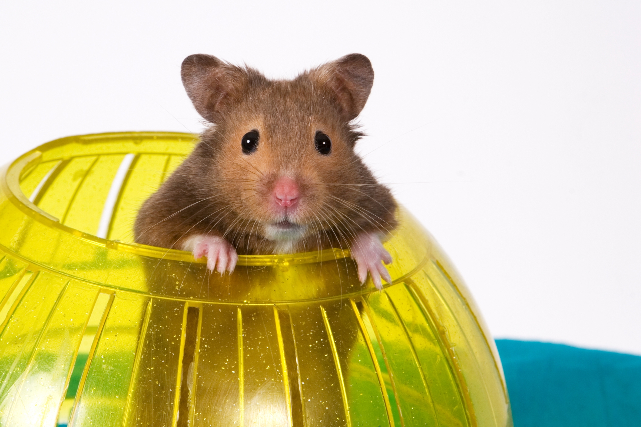 10 Things You Can Do Right Now to Improve Your Pet Hamster's Welfare