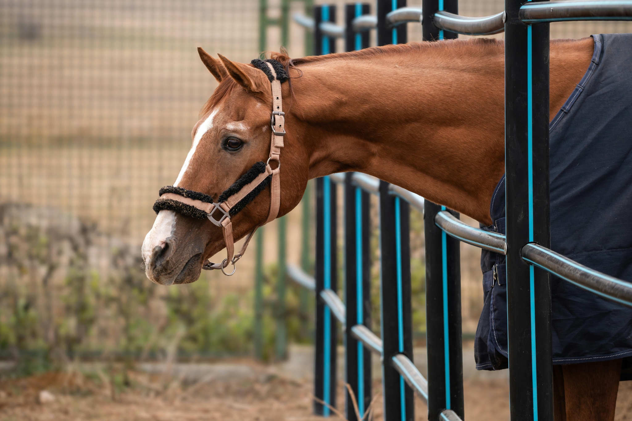 Fly Control for Horse Stables: Tips That Actually Work
