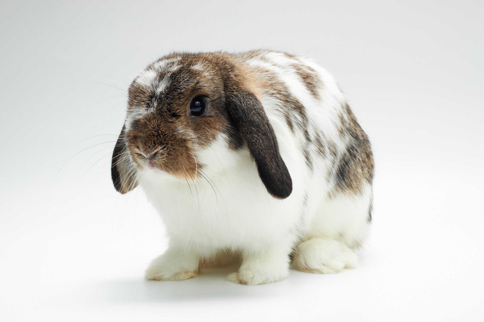 5 Best Rabbit Litter Types: A Vet-Approved Guide for Bunny Owners