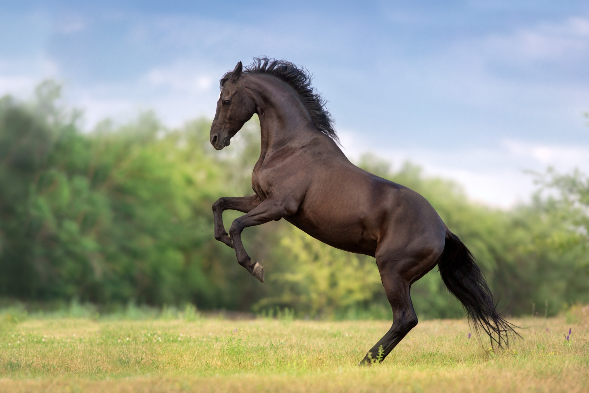 The Stud Owner's Guide to Stallion Fertility, Semen Quality, and Welfare