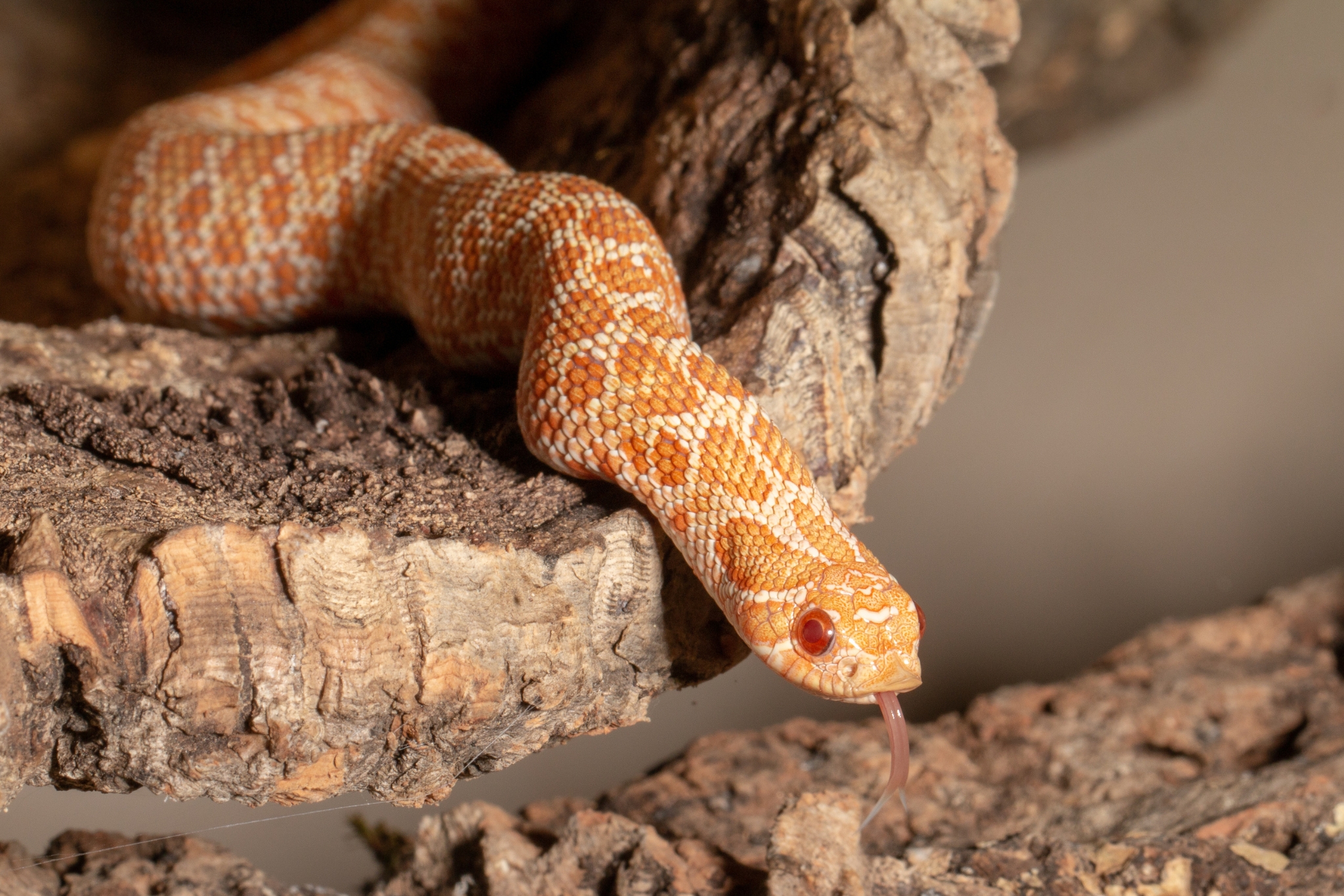 Hognose Snake Temperatures: Basking, Ambient & Nighttime Ranges Explained