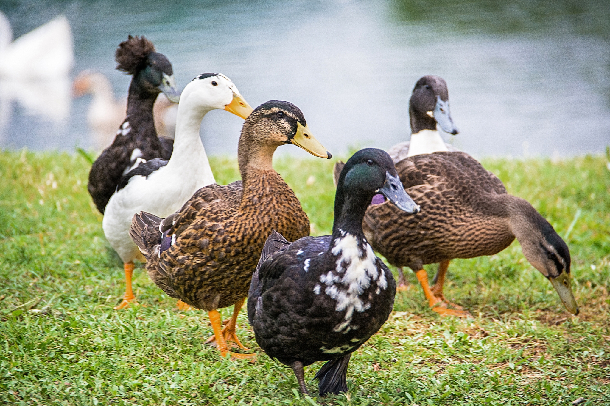 Can Ducks Eat Bread?—The Mistake Most Owners Don’t Realize They’re Making