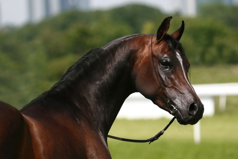 How to Market and Promote Your Stallion for Maximum Results