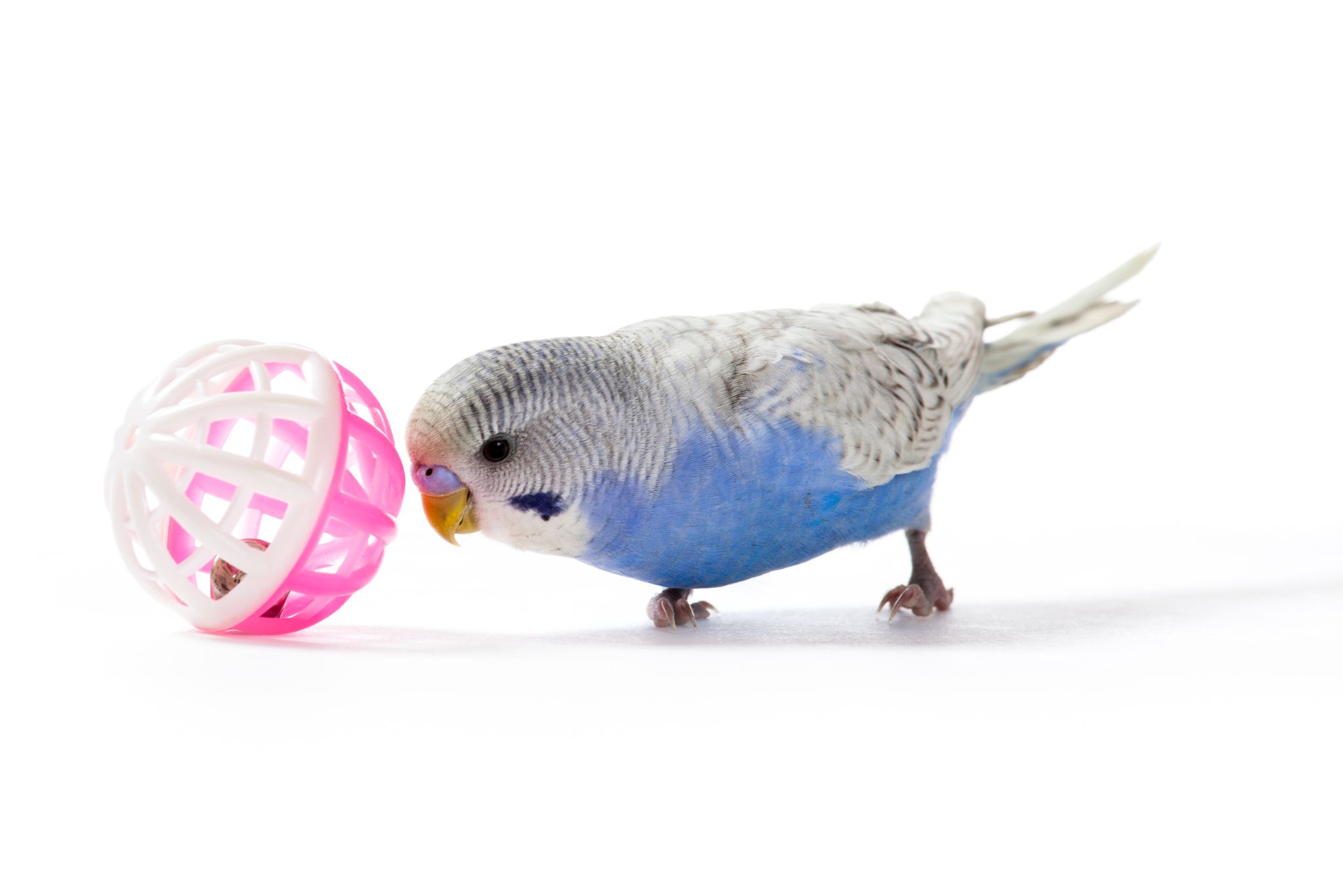 10 Parakeet Enrichment Tips to Keep Your Bird Happy, Healthy, and Stimulated