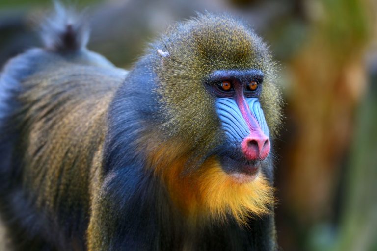 Meet the Mandrill: The World's Most Colorful Monkey