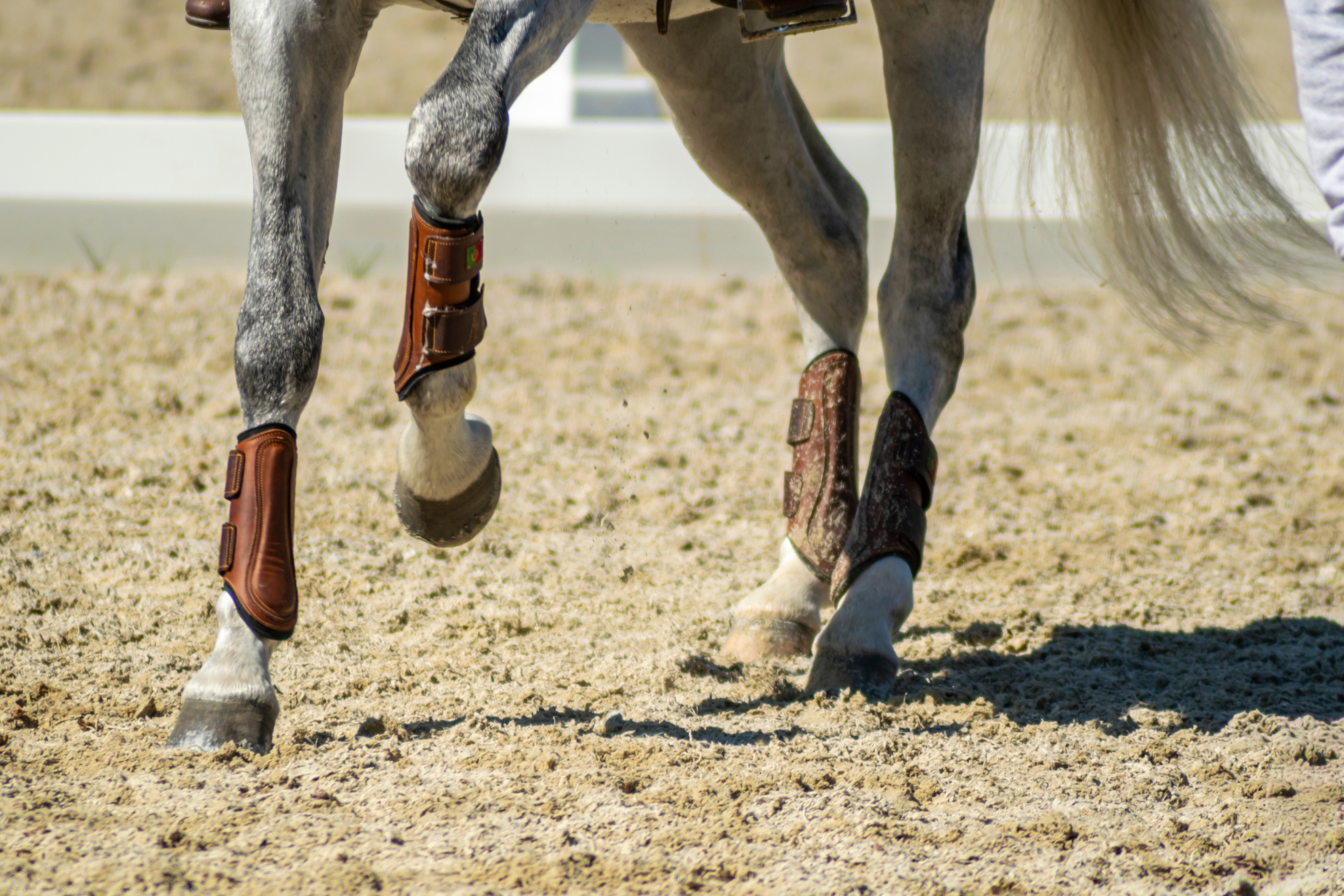 Does My Horse Need Boots? Everything You Need to Know