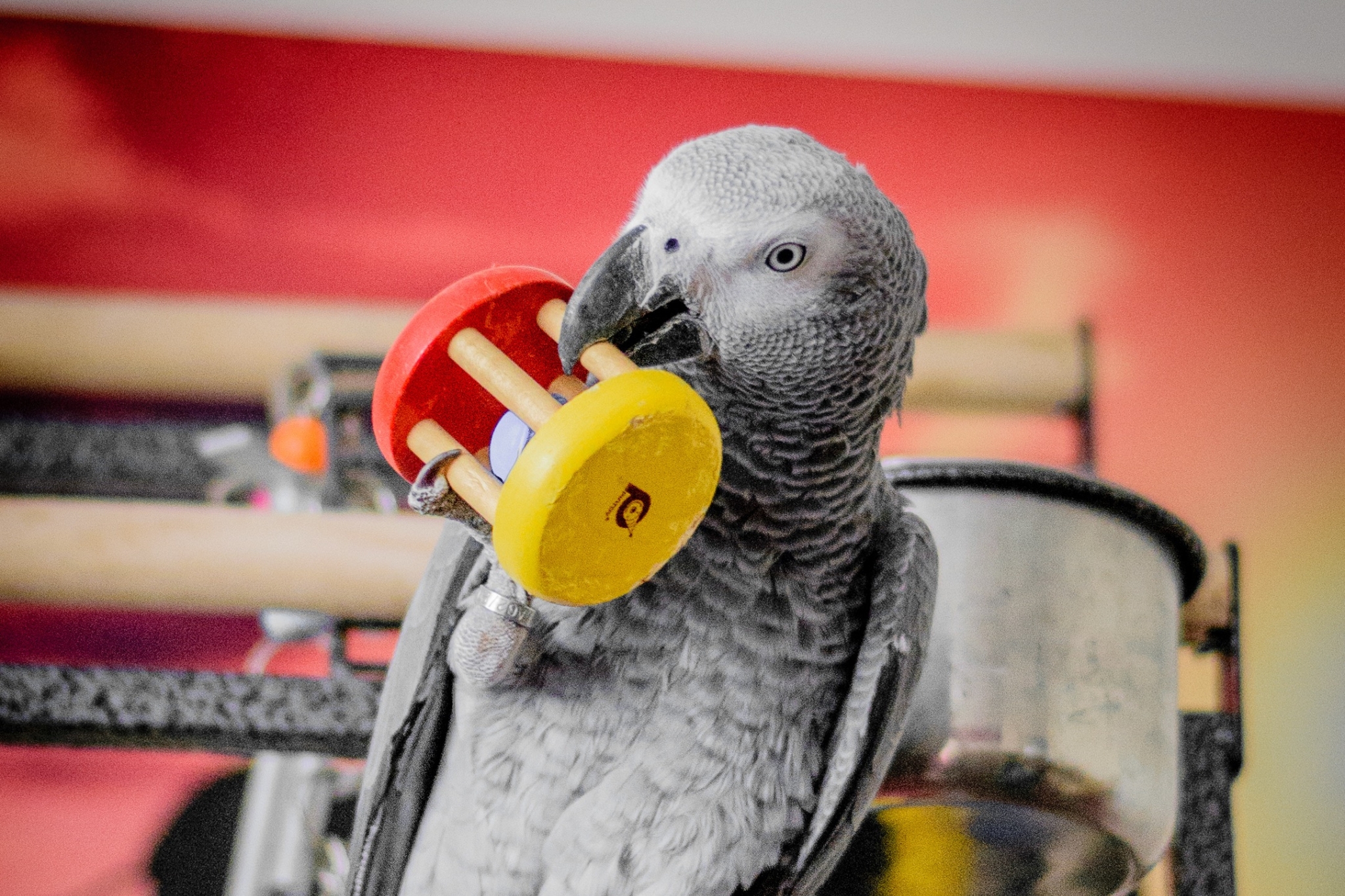 15 Fun and Easy Ways to Improve Your Parrot's Welfare (That Actually Make a Difference)
