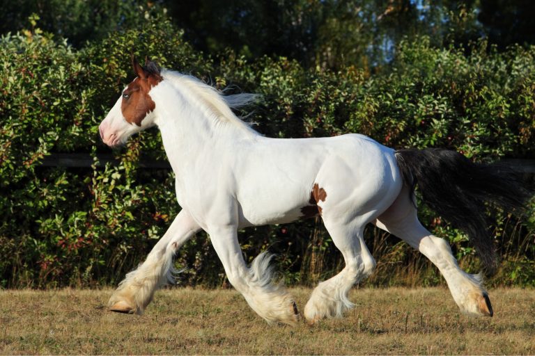 Natural Horsemanship Explained: Principles, Benefits, and How to Get Started