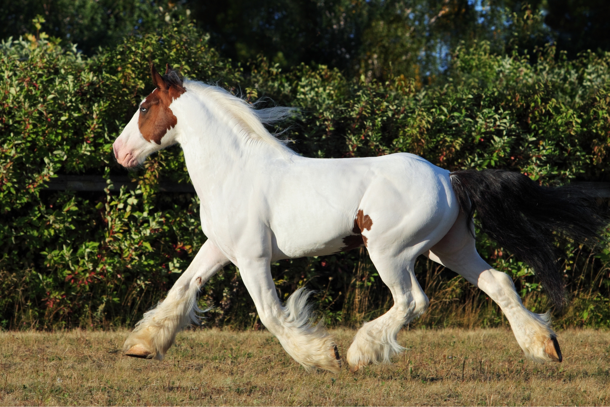 Natural Horsemanship Explained: Principles, Benefits, and How to Get Started