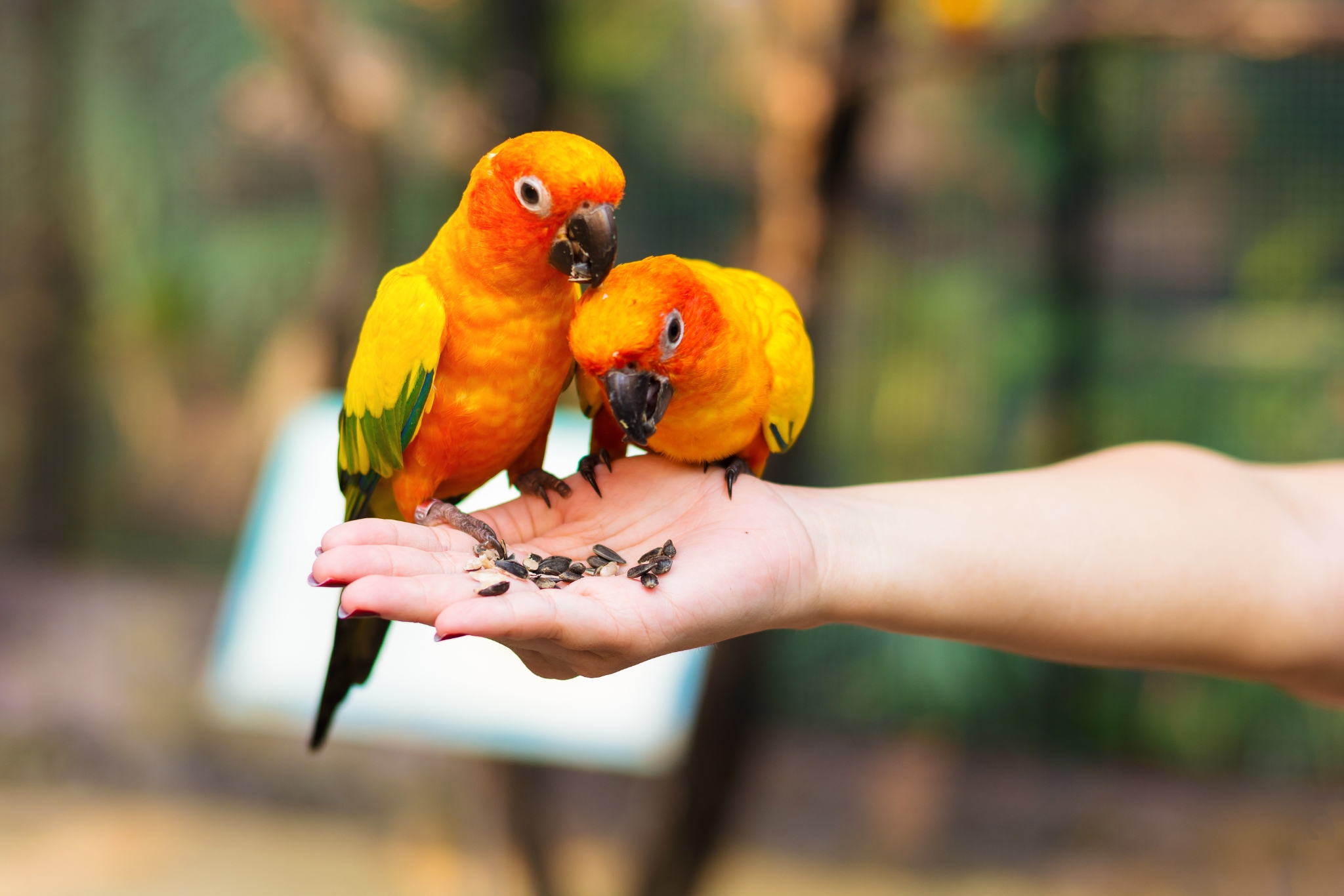 Why a Seed Only Diet Is Slowly Killing Your Parrot (And What to Feed Instead)