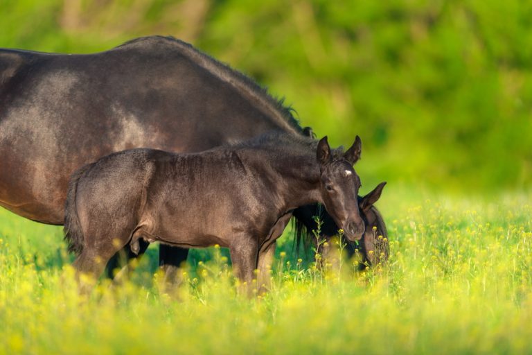 Before You Buy a Warmblood Broodmare: Lessons from Europe's Top Show Jumping Breeders