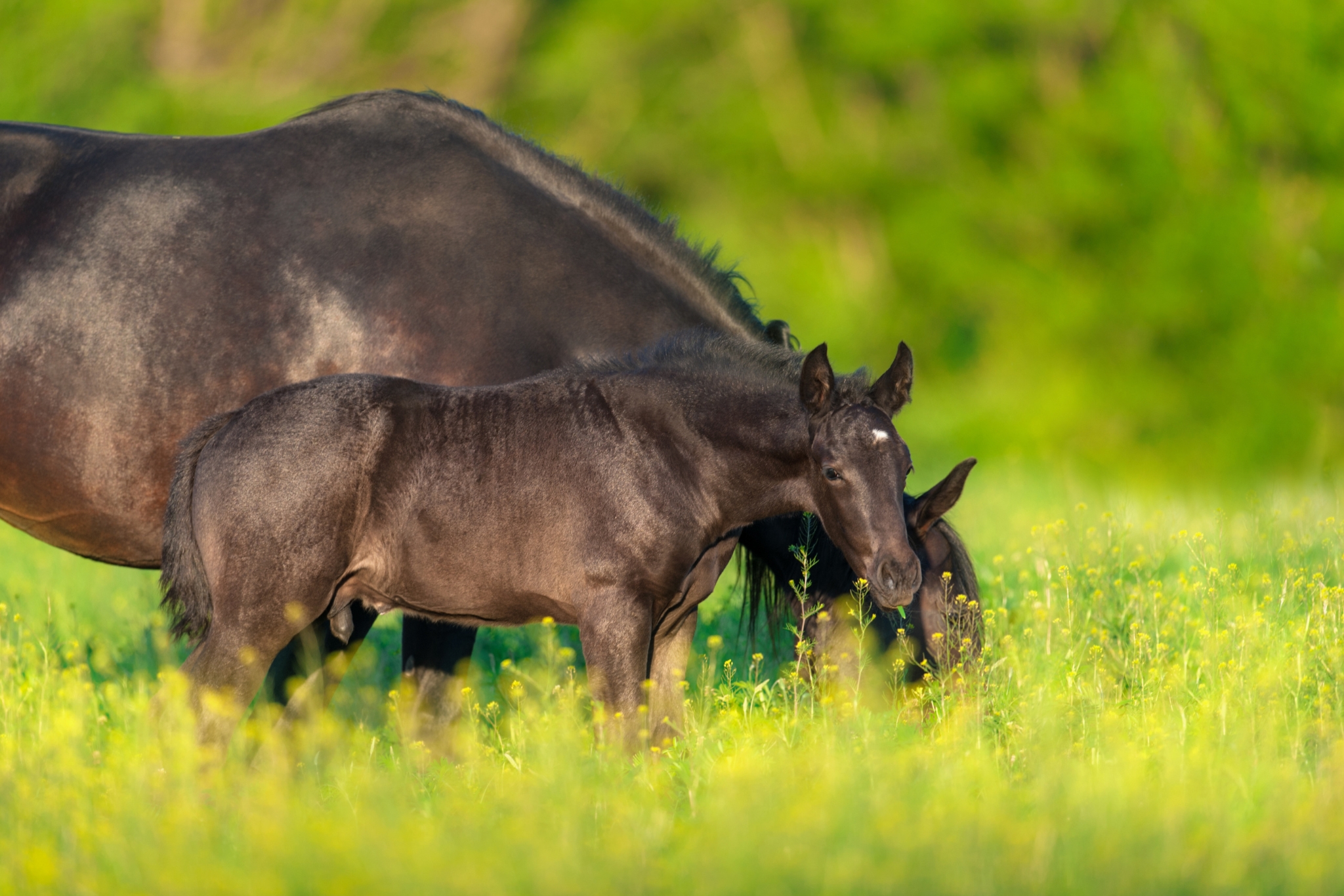 Before You Buy a Warmblood Broodmare: Lessons from Europe's Top Show Jumping Breeders