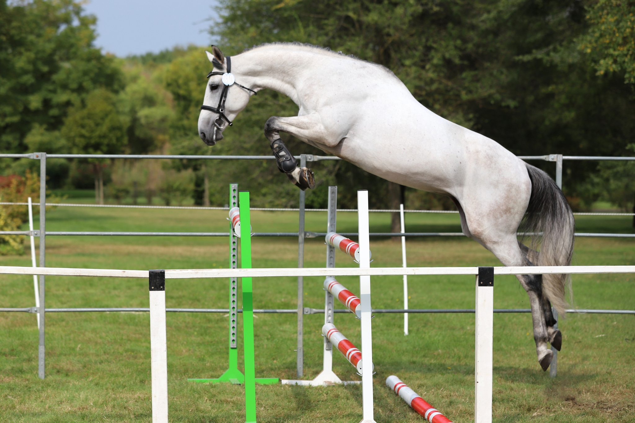 Gymnastic Exercises for Young Show Jumping Horses: What Top Riders Actually Use