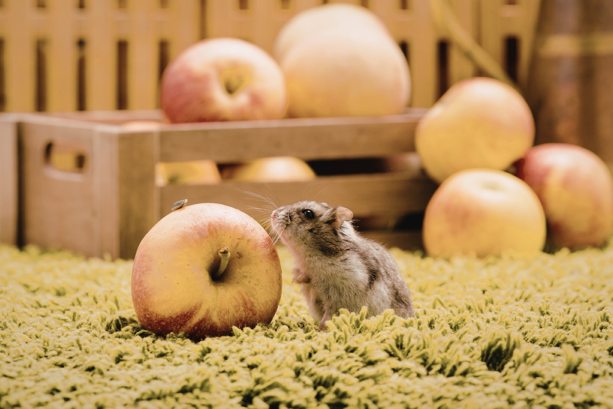 Can Hamsters Eat Apples? Benefits, Risks & How Much to Feed