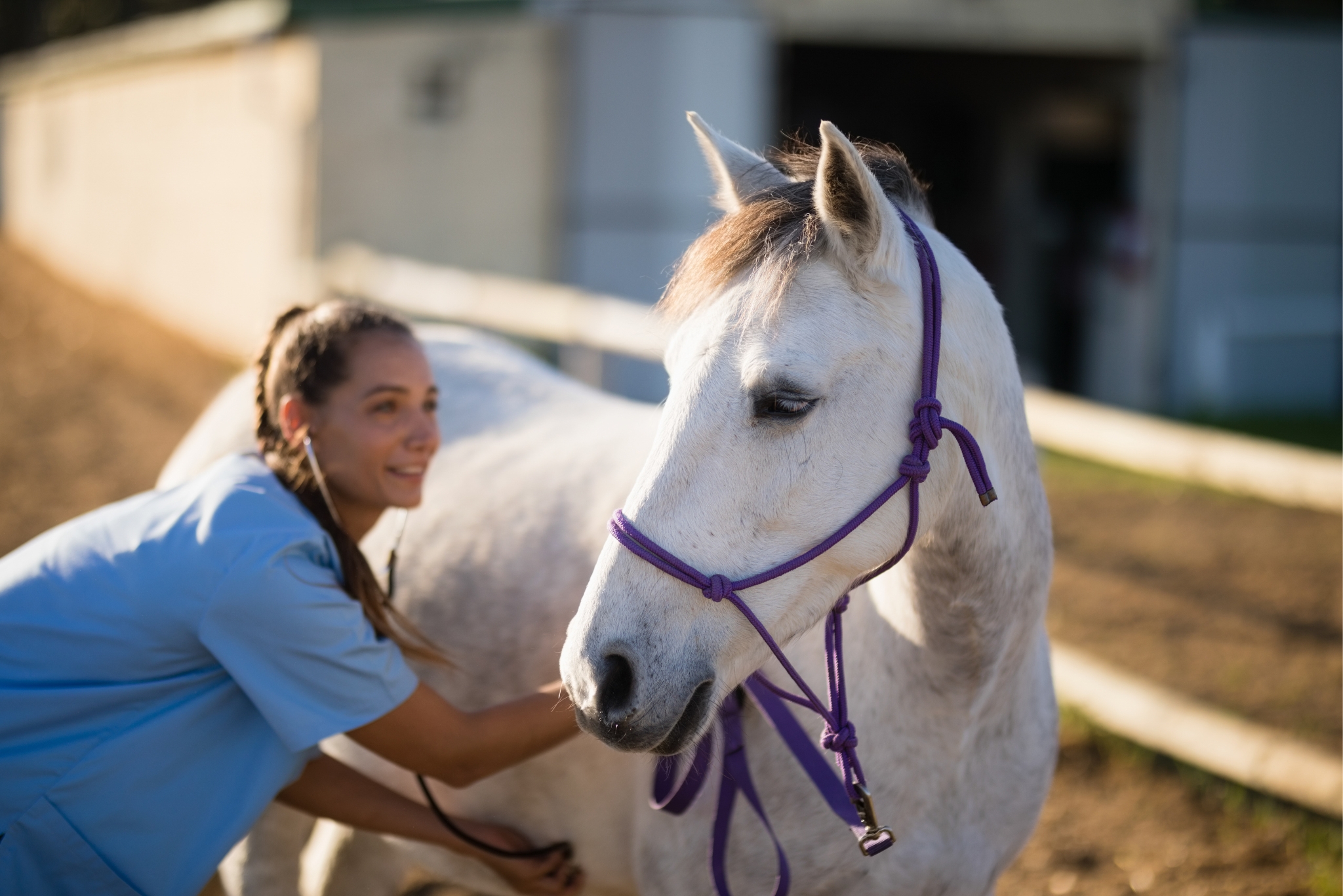 Beyond Stall Rest: The Modern Approach to Equine Rehabilitation