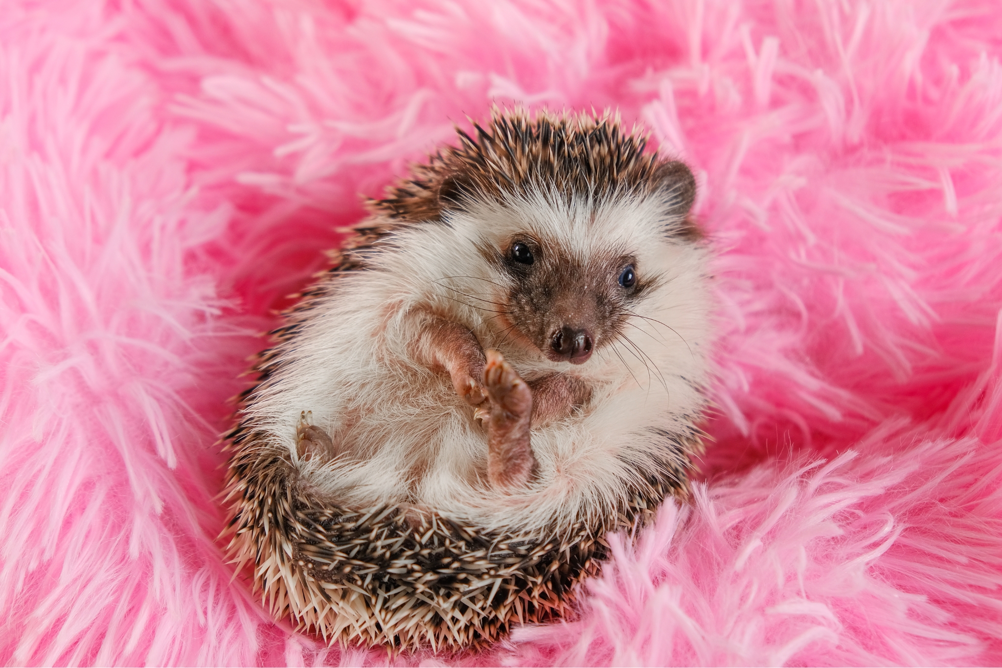 The Best Types of Bedding for Pet Hedgehogs (And What to Avoid)