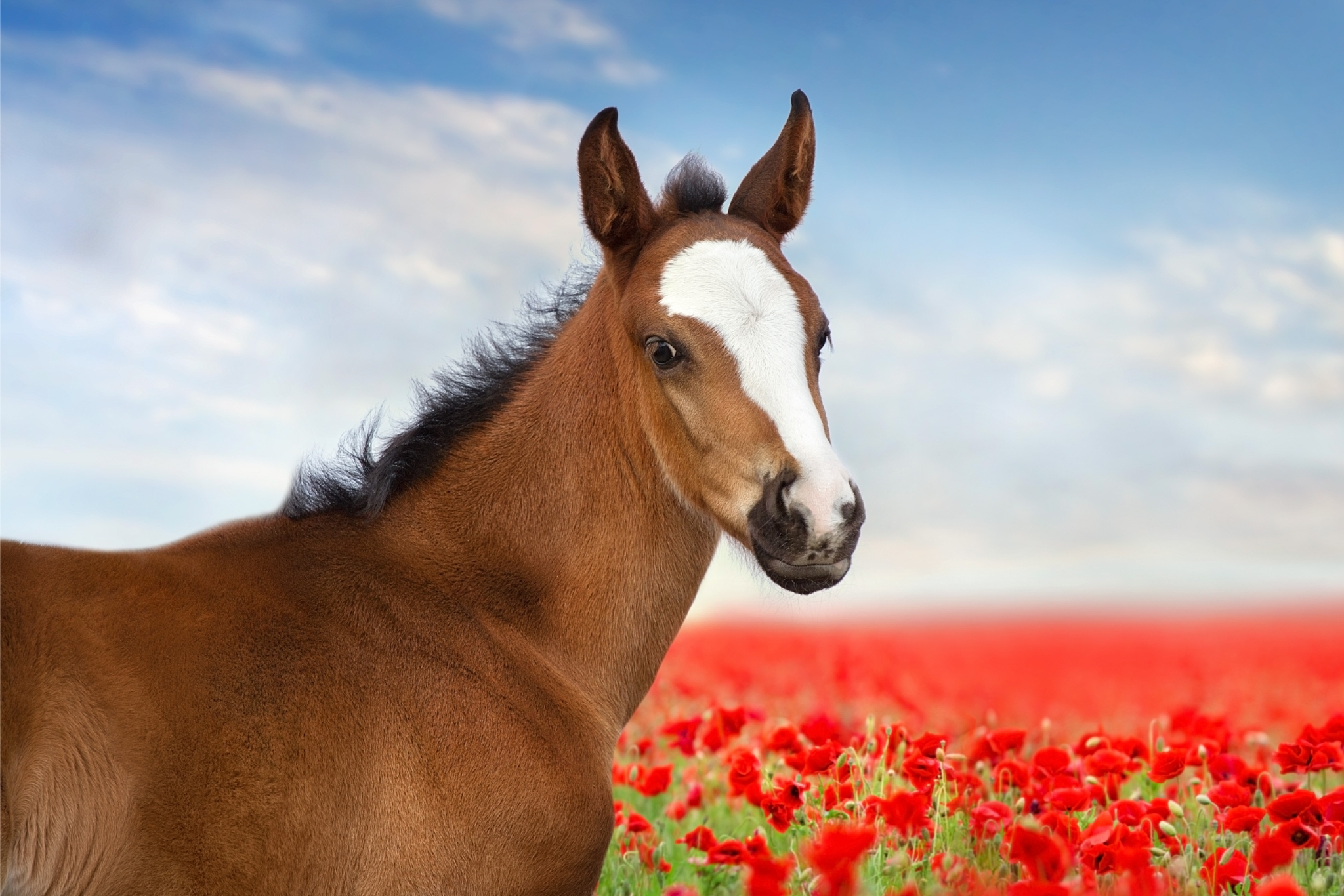 What Expert Horse Breeders Know About Raising Foals from Birth to Weaning