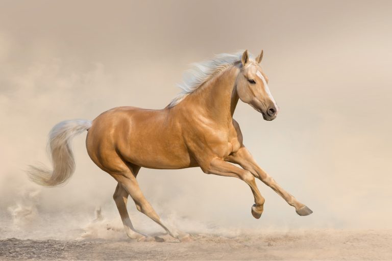 How to Keep Horses Cool and Safe in Hot Weather: Expert Tips Every Horse Owner Needs