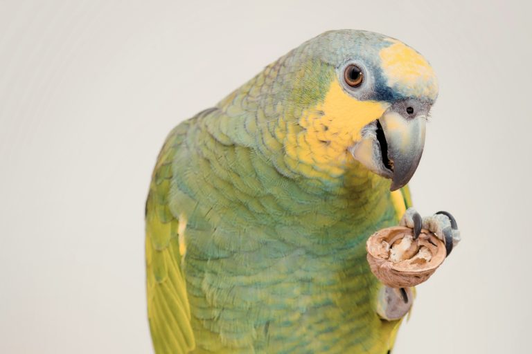 What Nuts Can Parrots Eat? Safe Choices and Dangerous Ones Explained