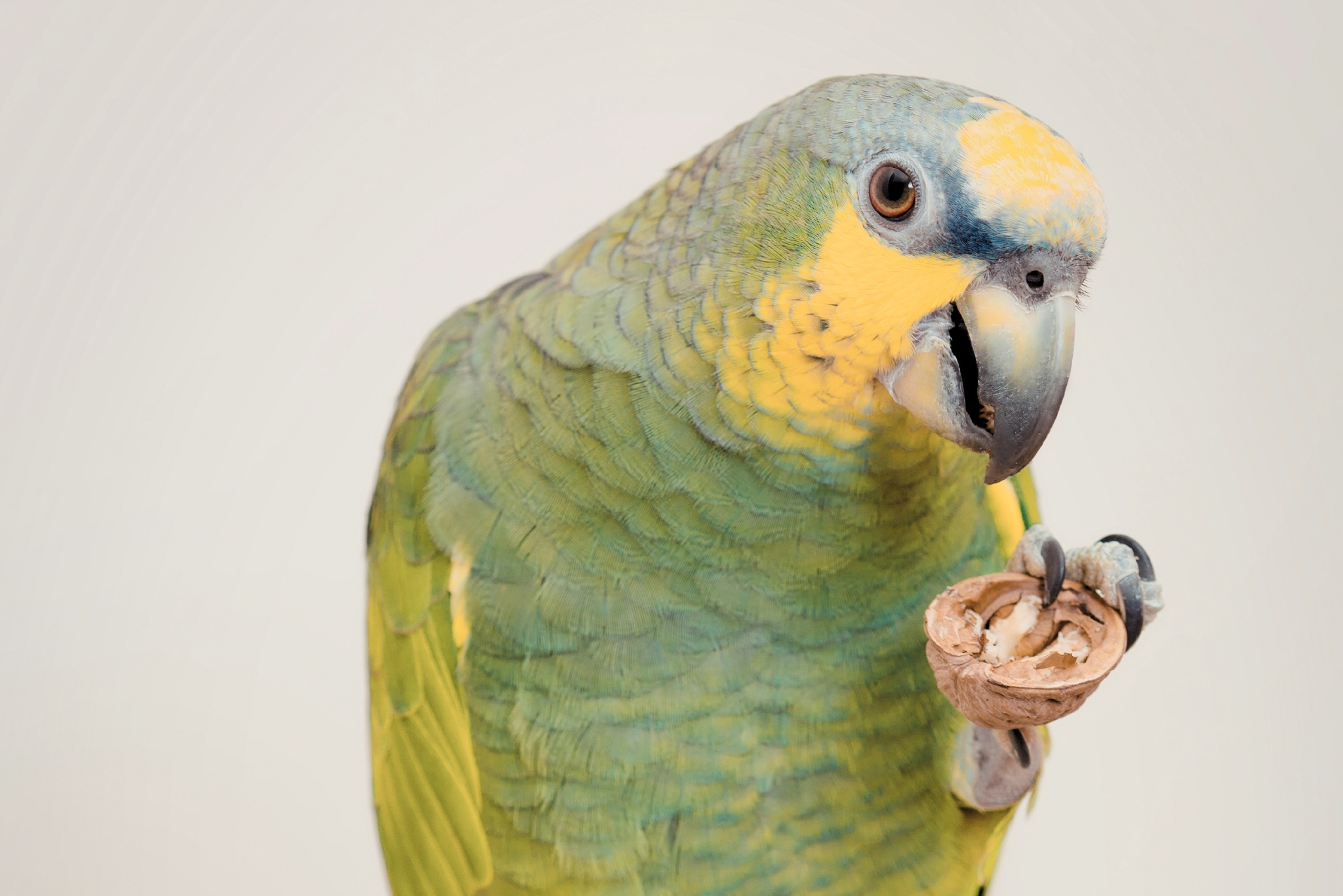What Nuts Can Parrots Eat? Safe Choices and Dangerous Ones Explained