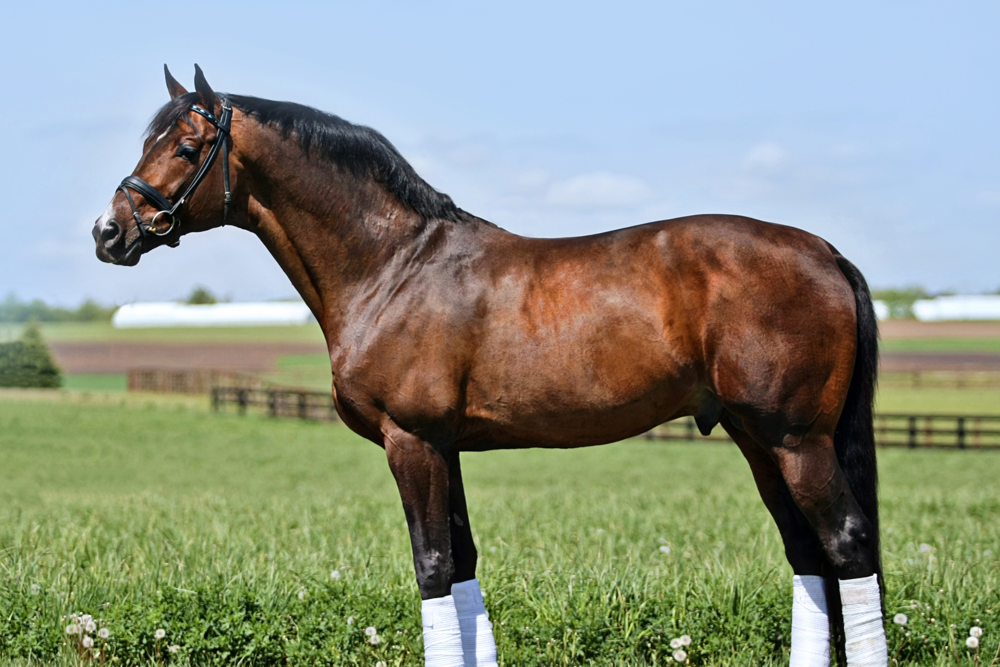 Warmblood Stallion Licensing: USA Inspections Explained