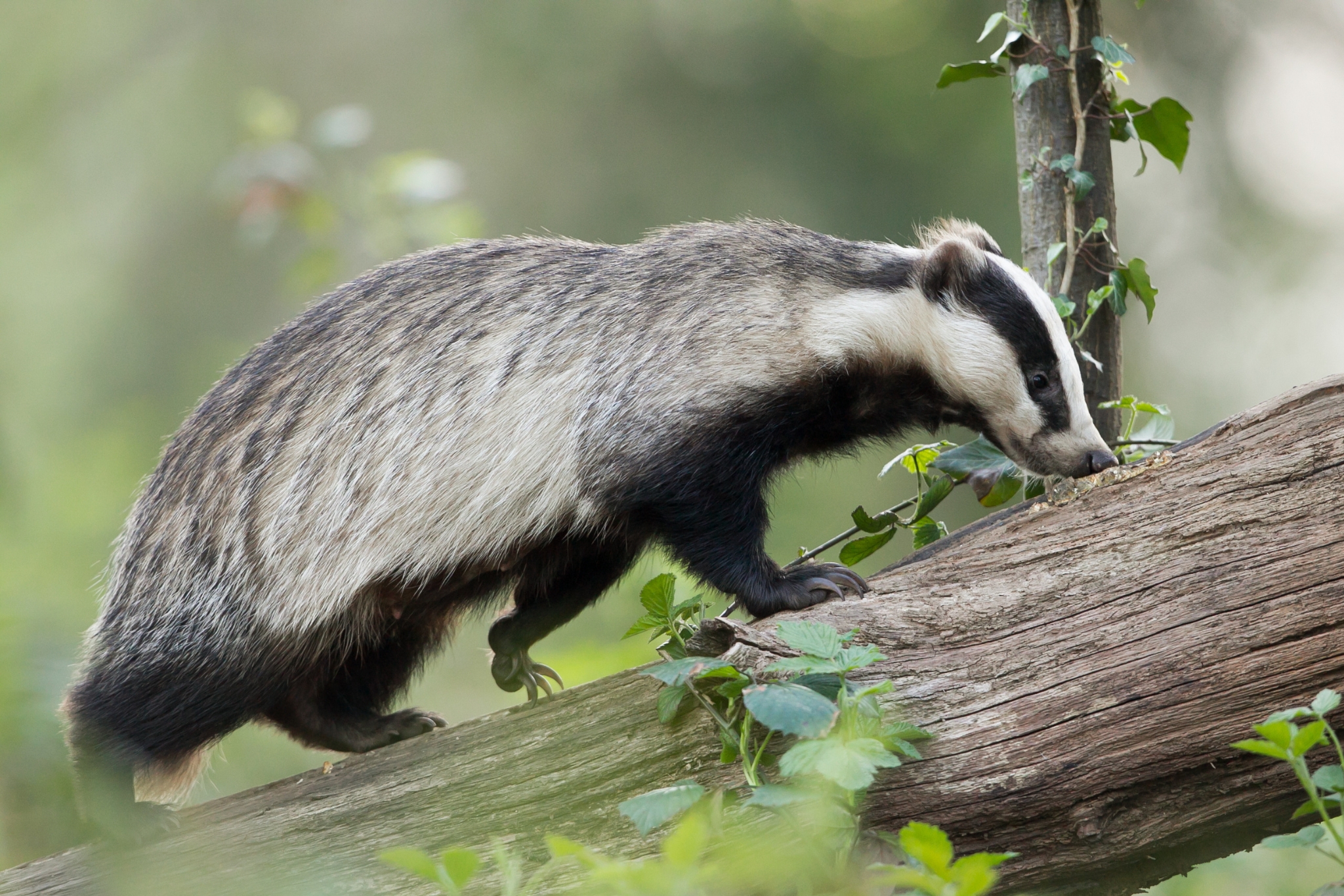 Utah Wildlife You Can Actually See: A Real Spotter's Guide to the Beehive State
