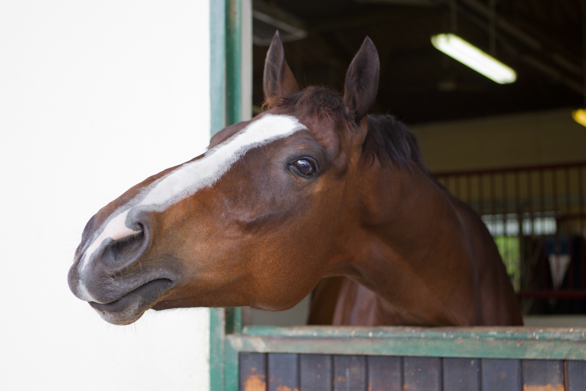 Best Types of Horse Bedding for Stalls (And How to Choose the Right One)