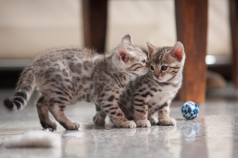 Savannah Kitten Vaccinations: Everything Owners Need to Know