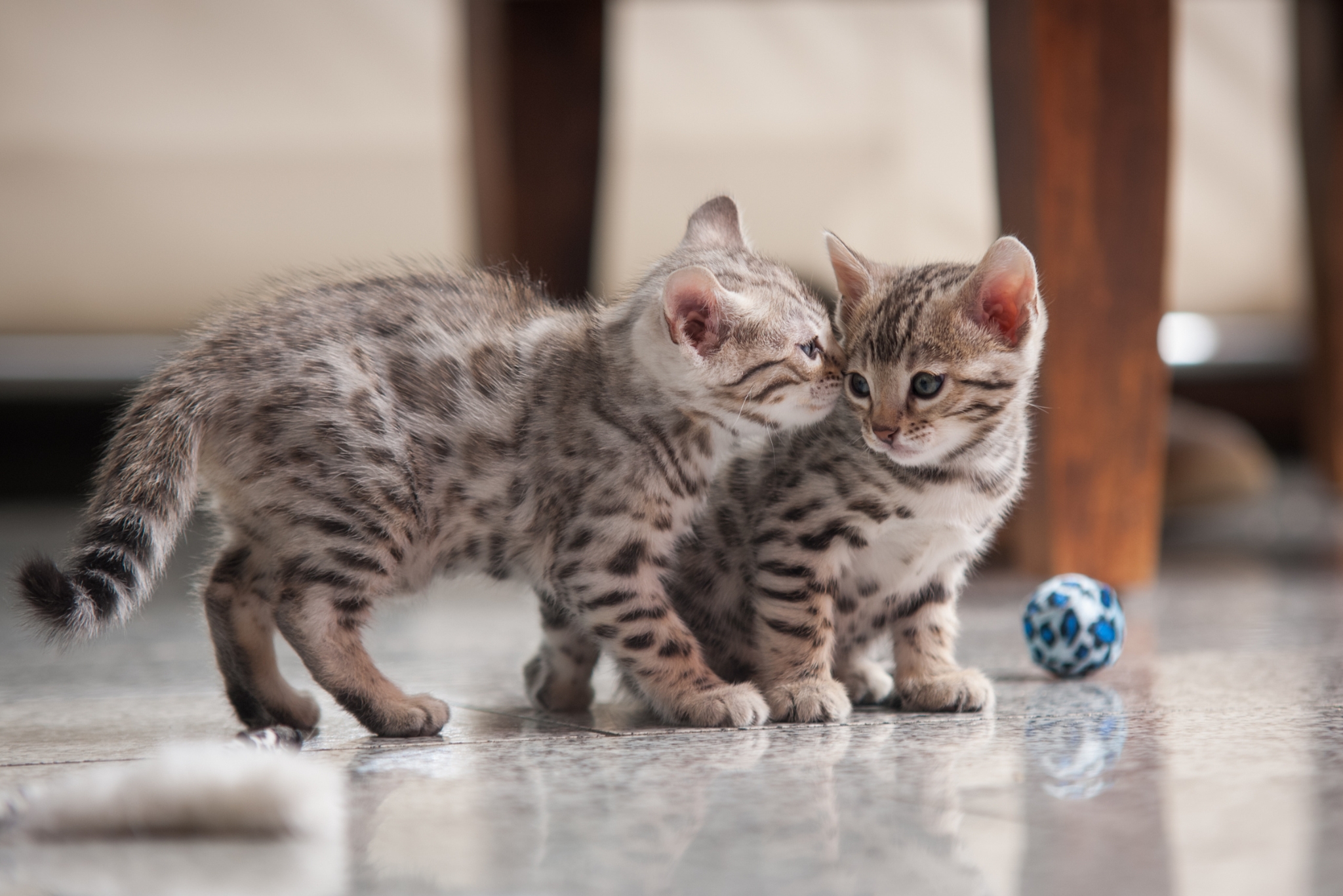 Savannah Kitten Vaccinations: Everything Owners Need to Know