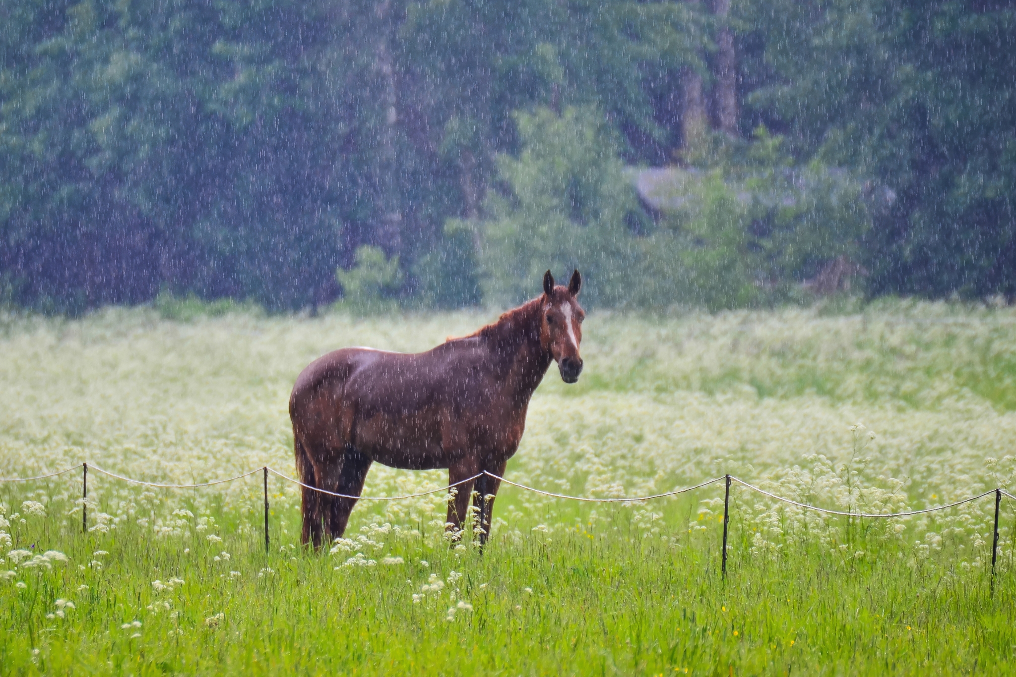 10 Expert Tips for Managing Horses in Rain and Wet Climates