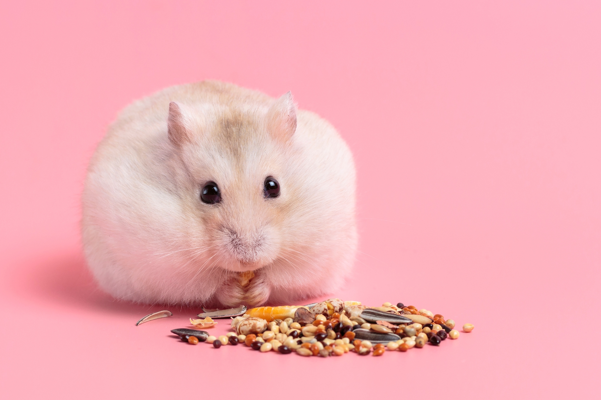 What Can Hamsters Eat? Safe Foods, Toxic Foods, and Daily Diet Tips