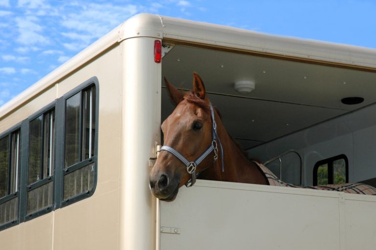 How to Import a Horse from Europe to the USA (Without the Costly Mistakes)