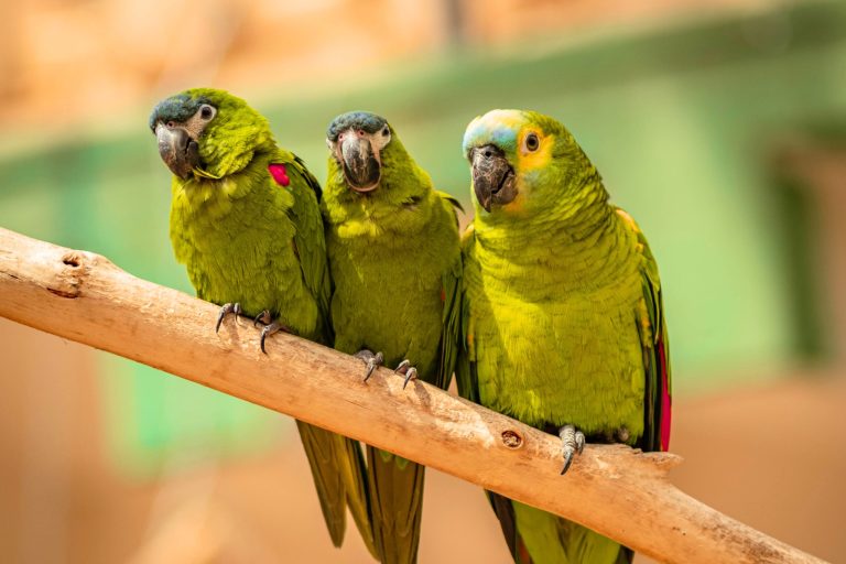 7 Best Woods for Parrot Perches (and 6 to Avoid)