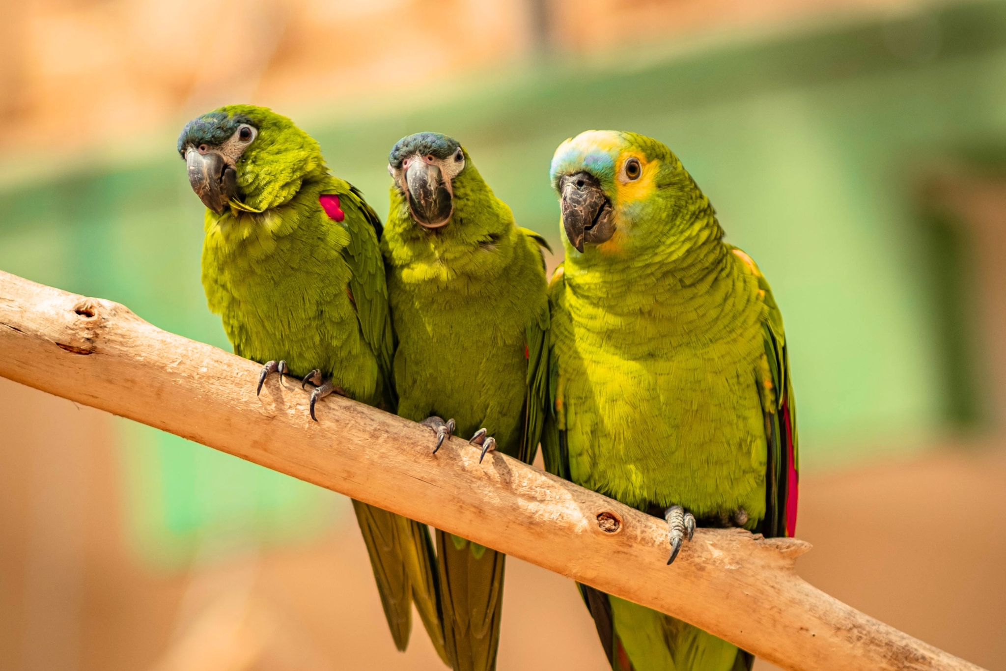 7 Best Woods for Parrot Perches (and 6 to Avoid)