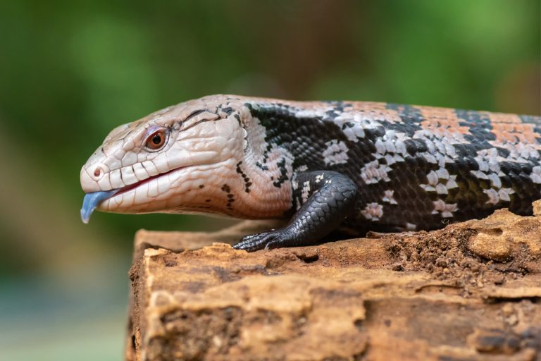 What Humidity Does a Blue-Tongued Skink Need? A Complete Keeper's Guide