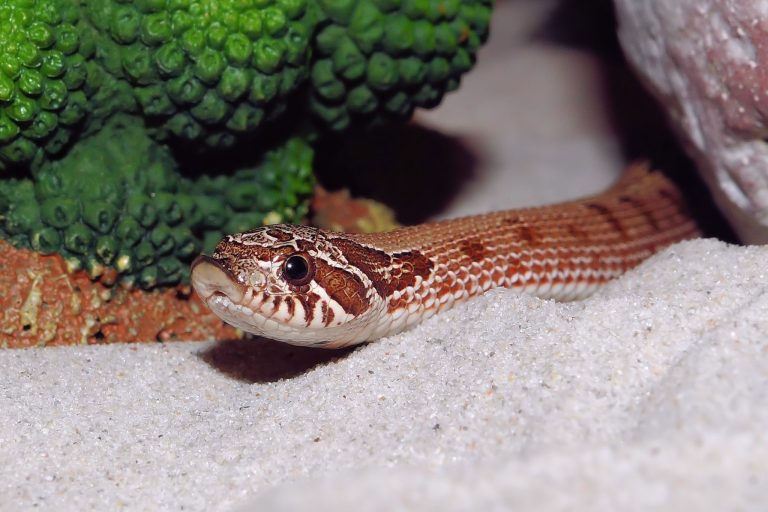 Hognose Snake Substrate Guide: Top Picks for Burrowing, Health & Humidity