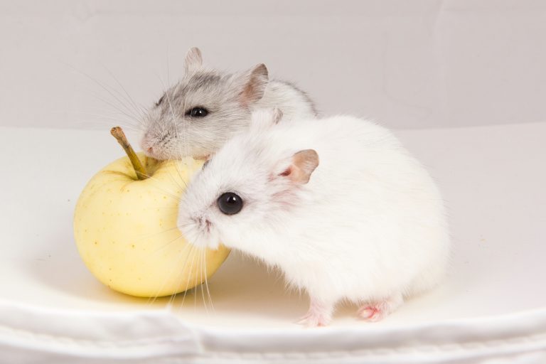 Can Hamsters Eat Apples? Benefits, Risks & How Much to Feed