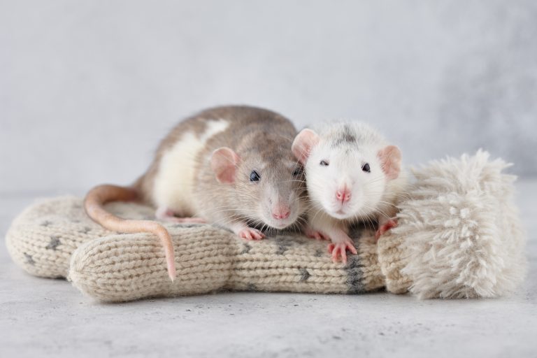 How to Potty Train a Pet Rat: Step-by-Step Tips That Actually Work