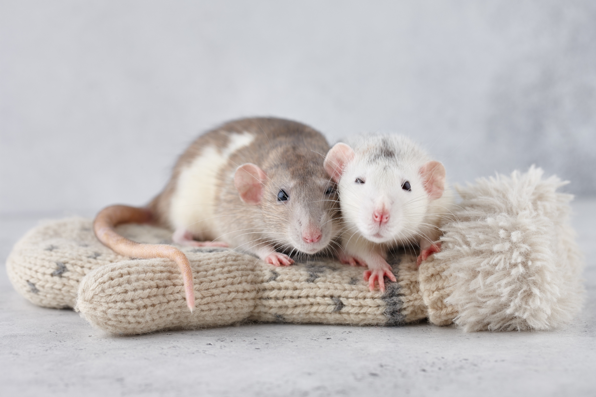 How to Potty Train a Pet Rat: Step-by-Step Tips That Actually Work
