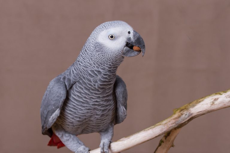 The Truth About Owning an African Grey Parrot (It's Not What You Think)
