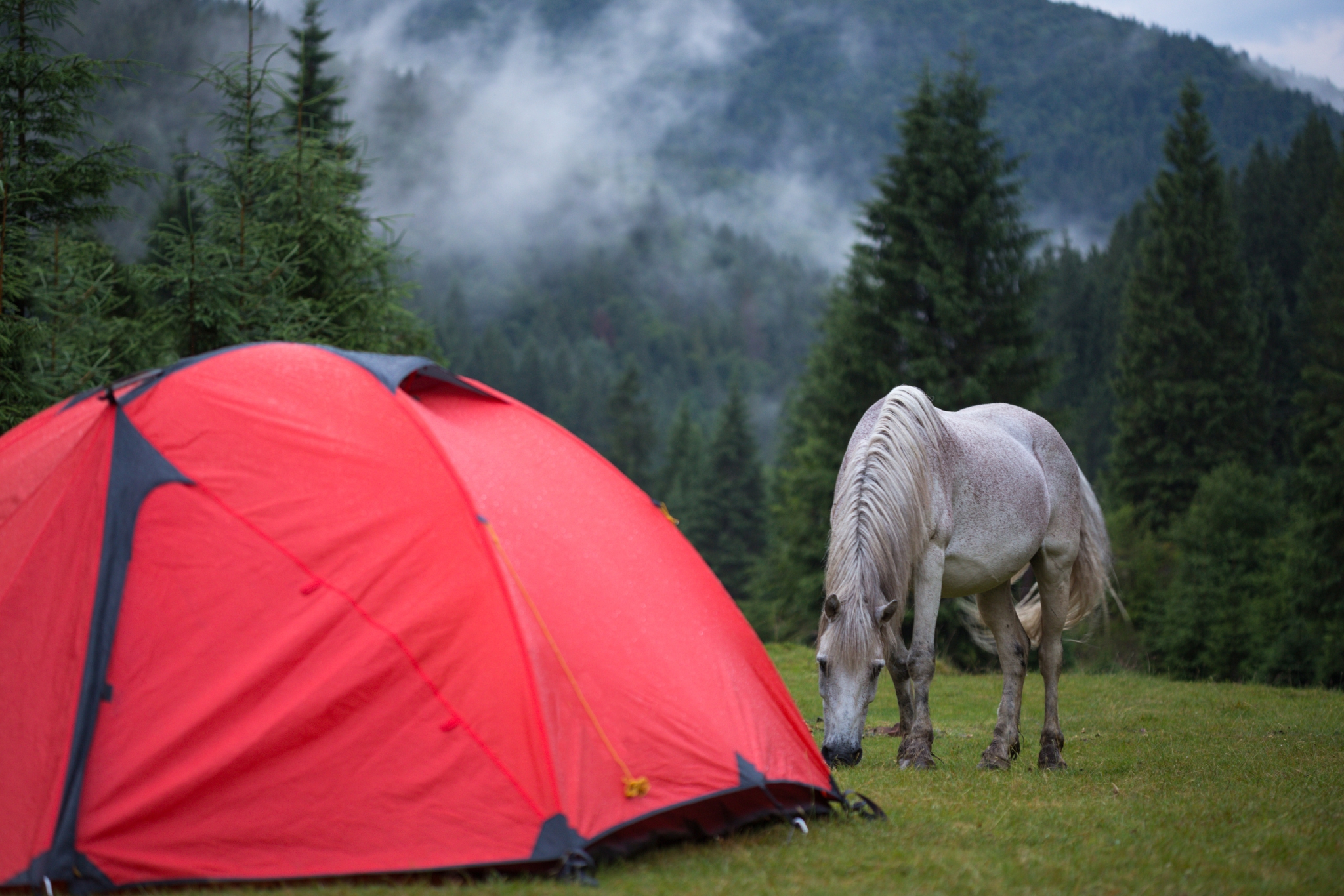 Camping with Horses: Gear, Trails, Expert Tips & What to Know Before You Go