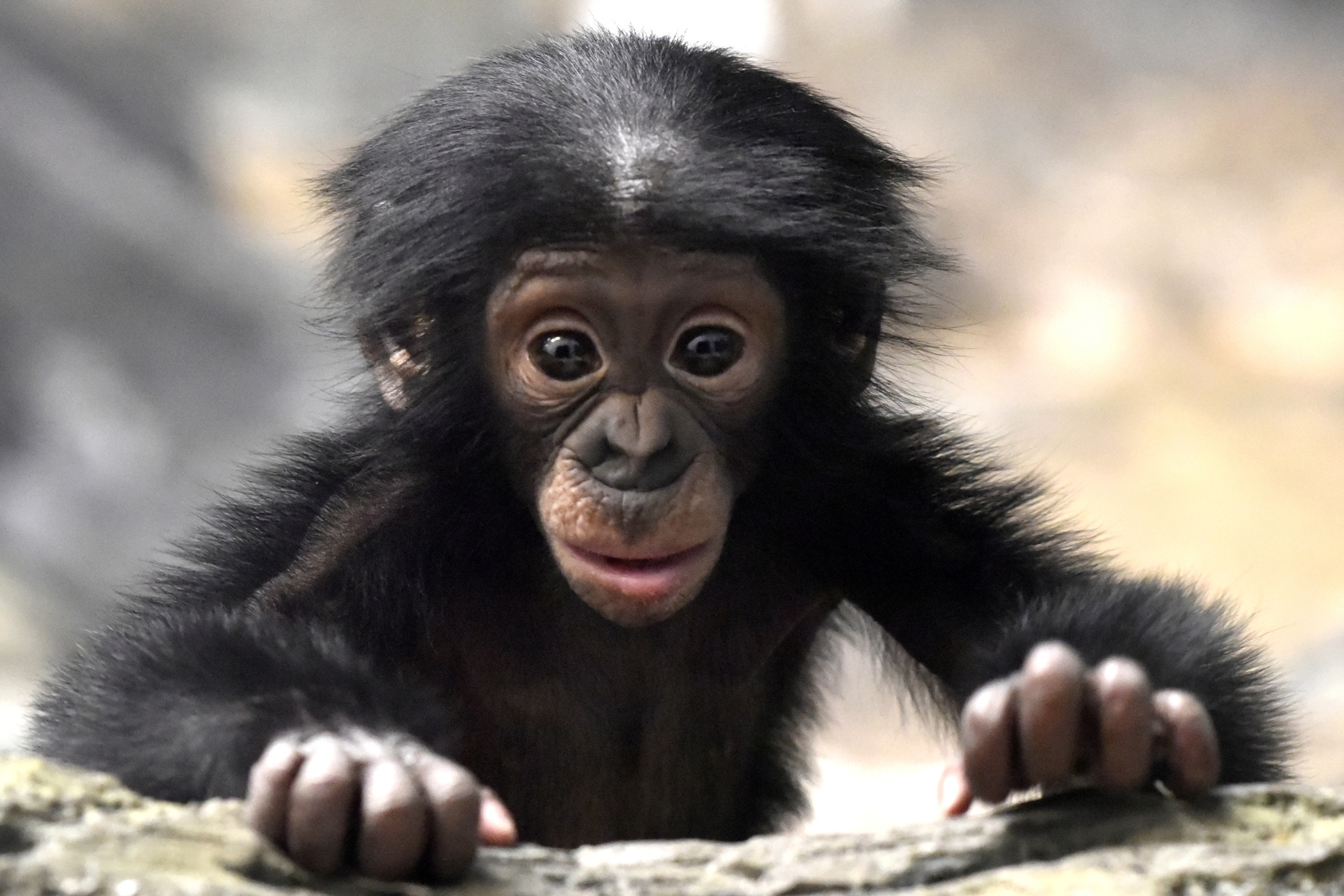 Meet the Bonobo: The Peaceful Primate Rewriting What We Know About Apes