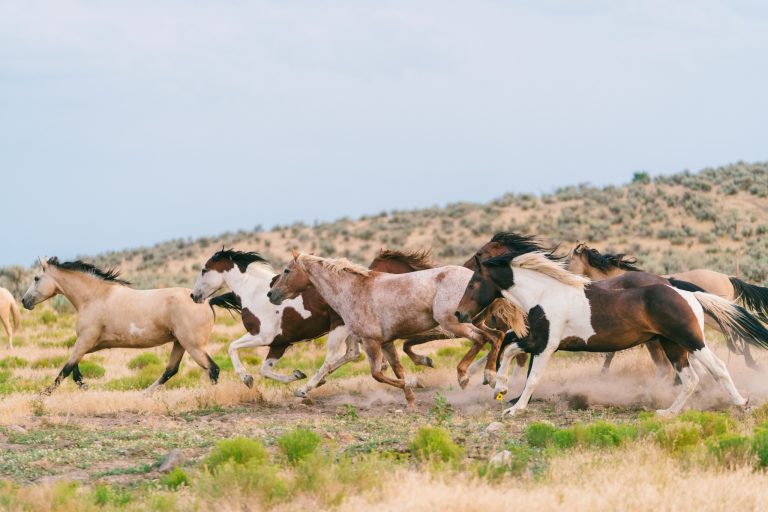 BLM wild horse truth