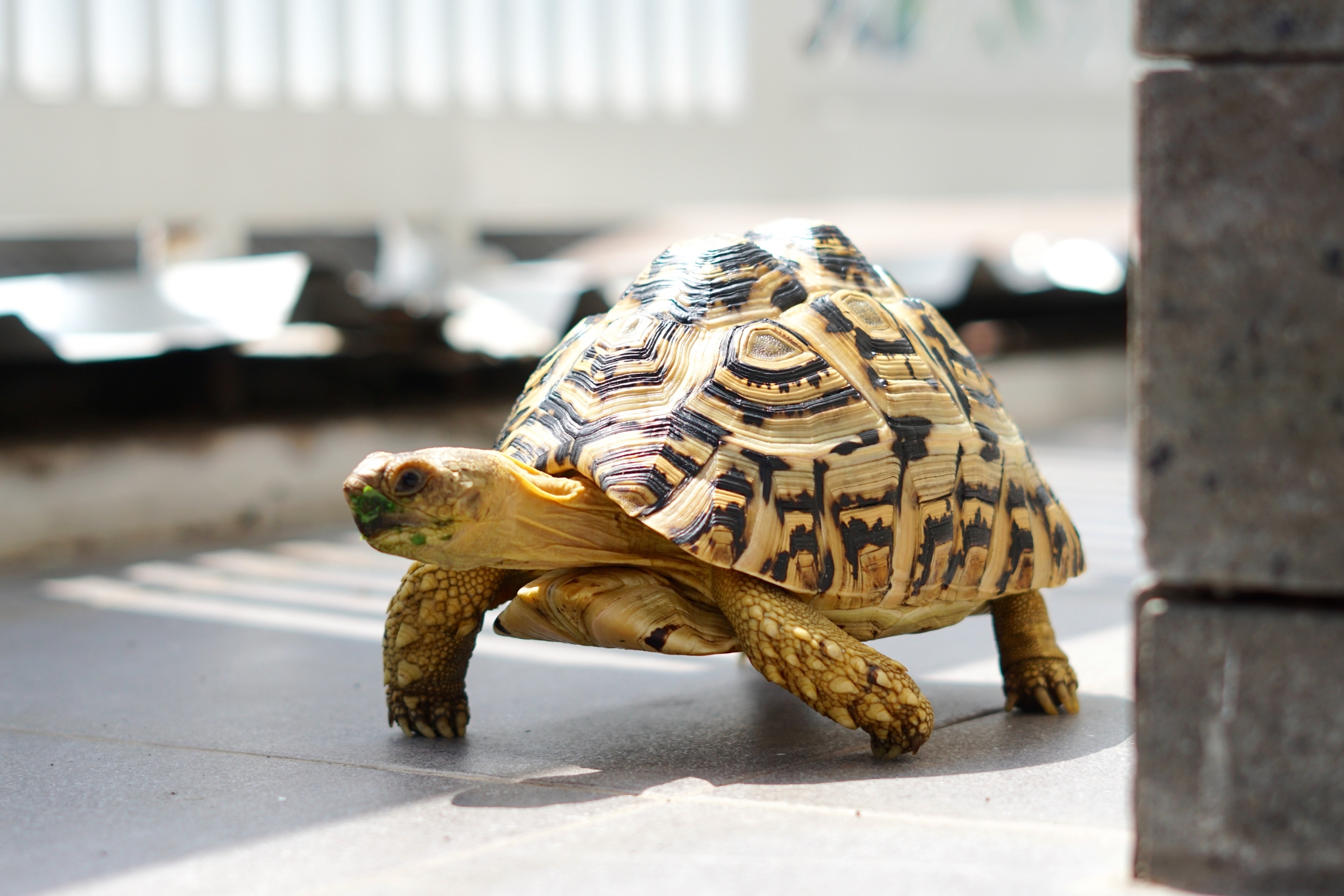 Why Your Tortoise Keeps Hitting the Glass—And How to Fix It