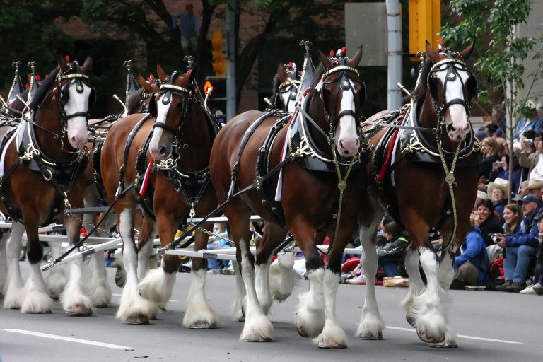 Meet the Clydesdale: The Gentle Giant of the Equine World