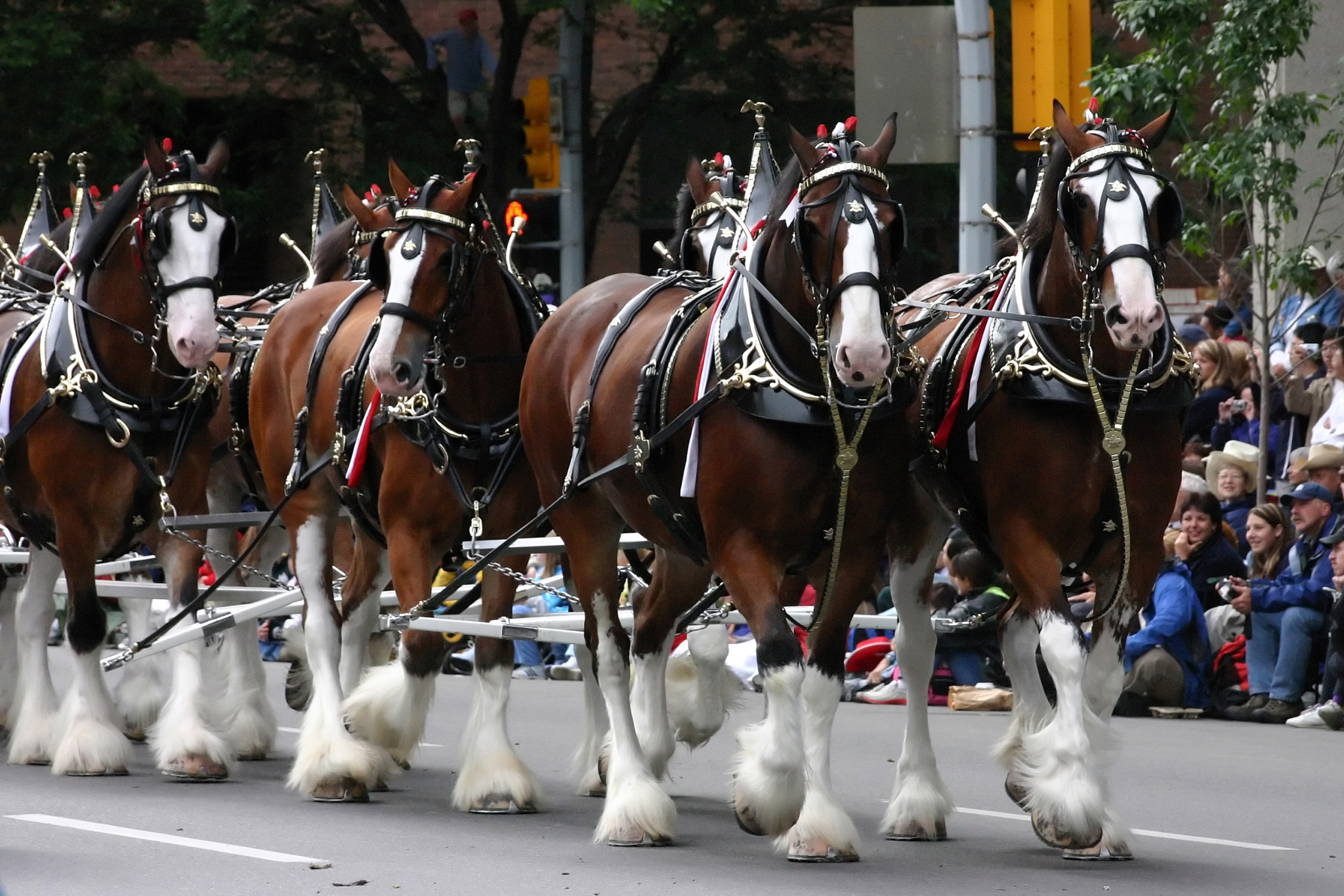 Meet the Clydesdale: The Gentle Giant of the Equine World